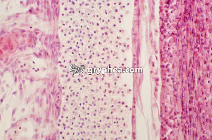 Peau de Chabot x160 - gryphea.com